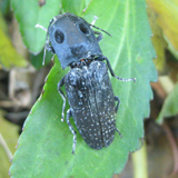 Taupin grand-ocelle (Alaus oculatus)